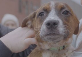 Puppy Love: Tails of the City